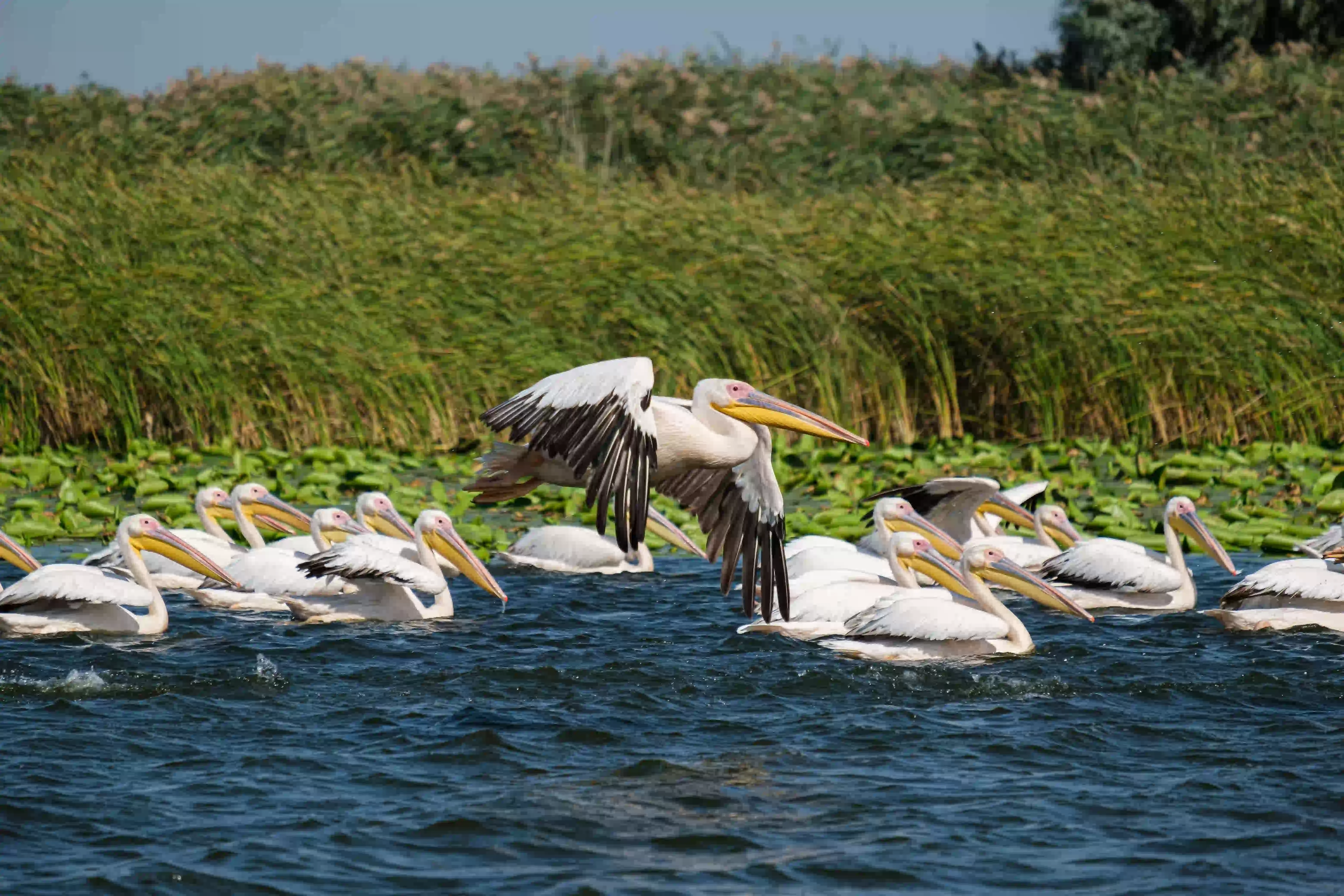 Great white pelicans swimming among the reeds of the Danube Delta
