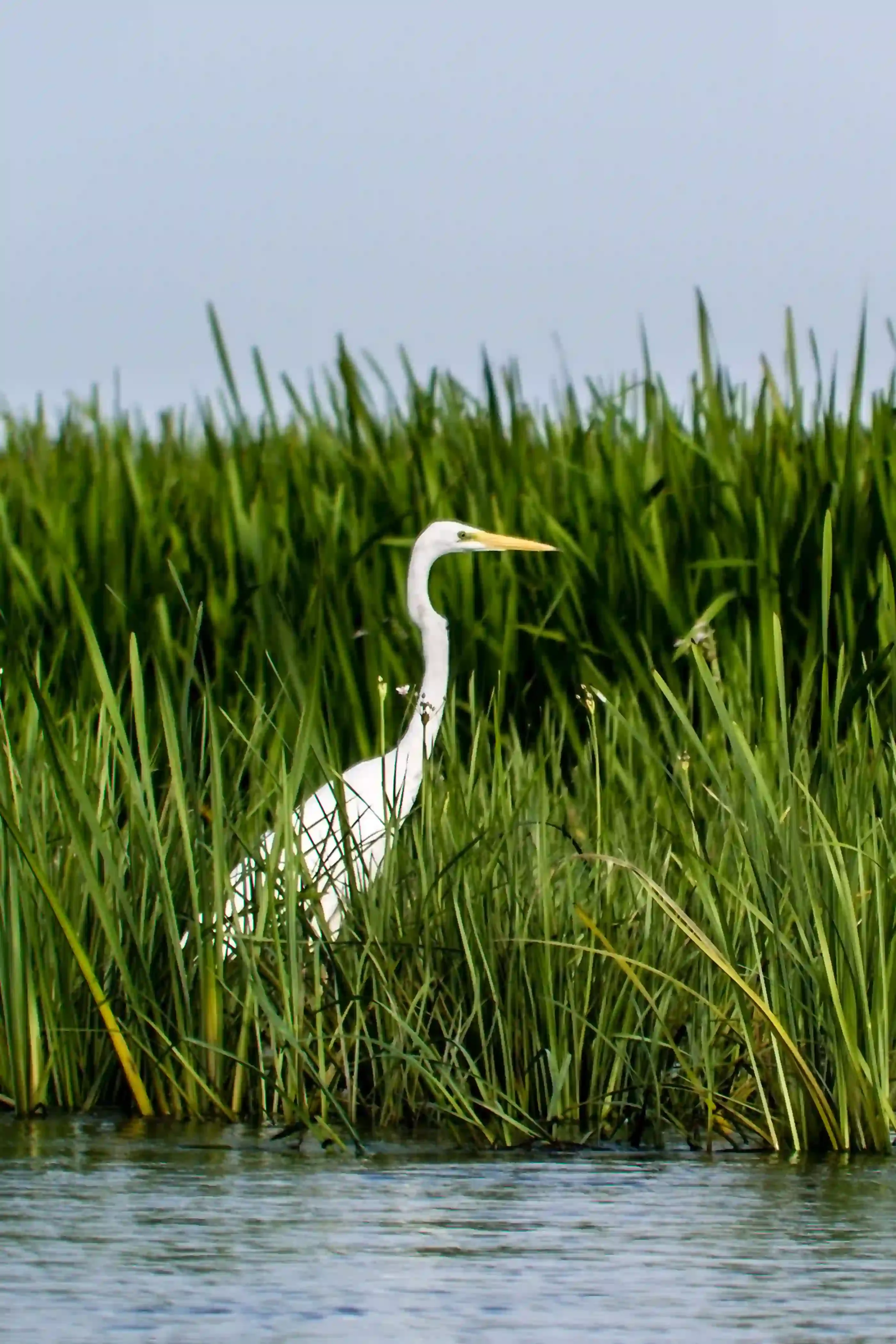 Great egret standing among tall reeds in the Danube Delta