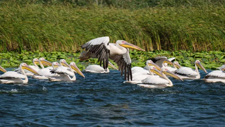 Un pelícano común levanta el vuelo sobre un grupo de pelícanos que nadan entre nenúfares y juncos en el delta del Danubio