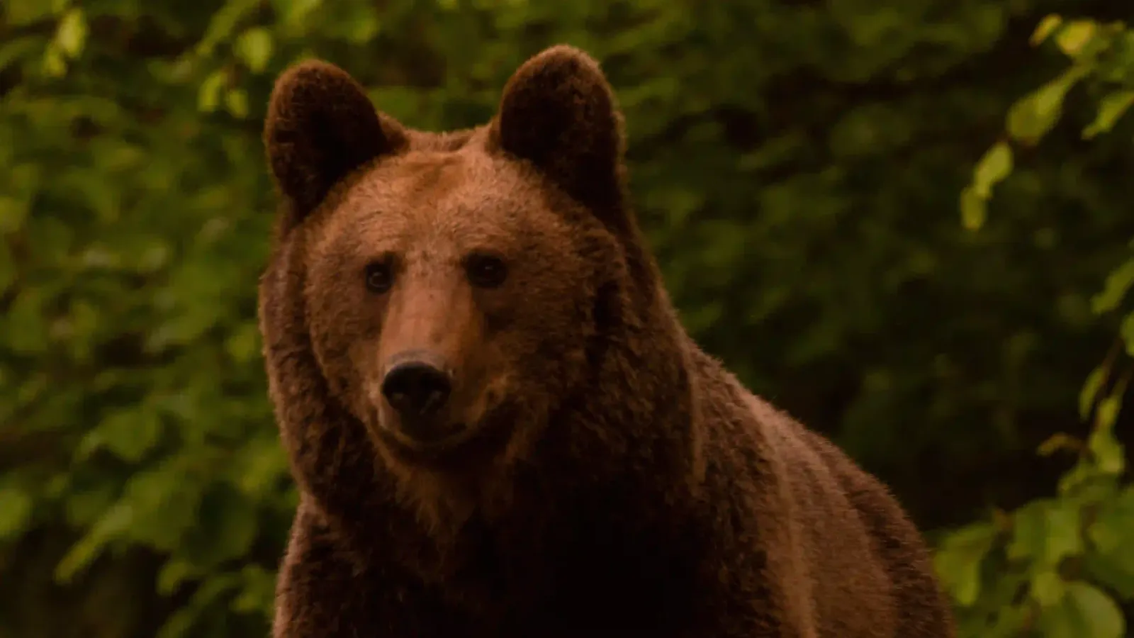 Un orso bruno selvatico che guarda verso l’obiettivo al tramonto in un bosco verde dei Carpazi