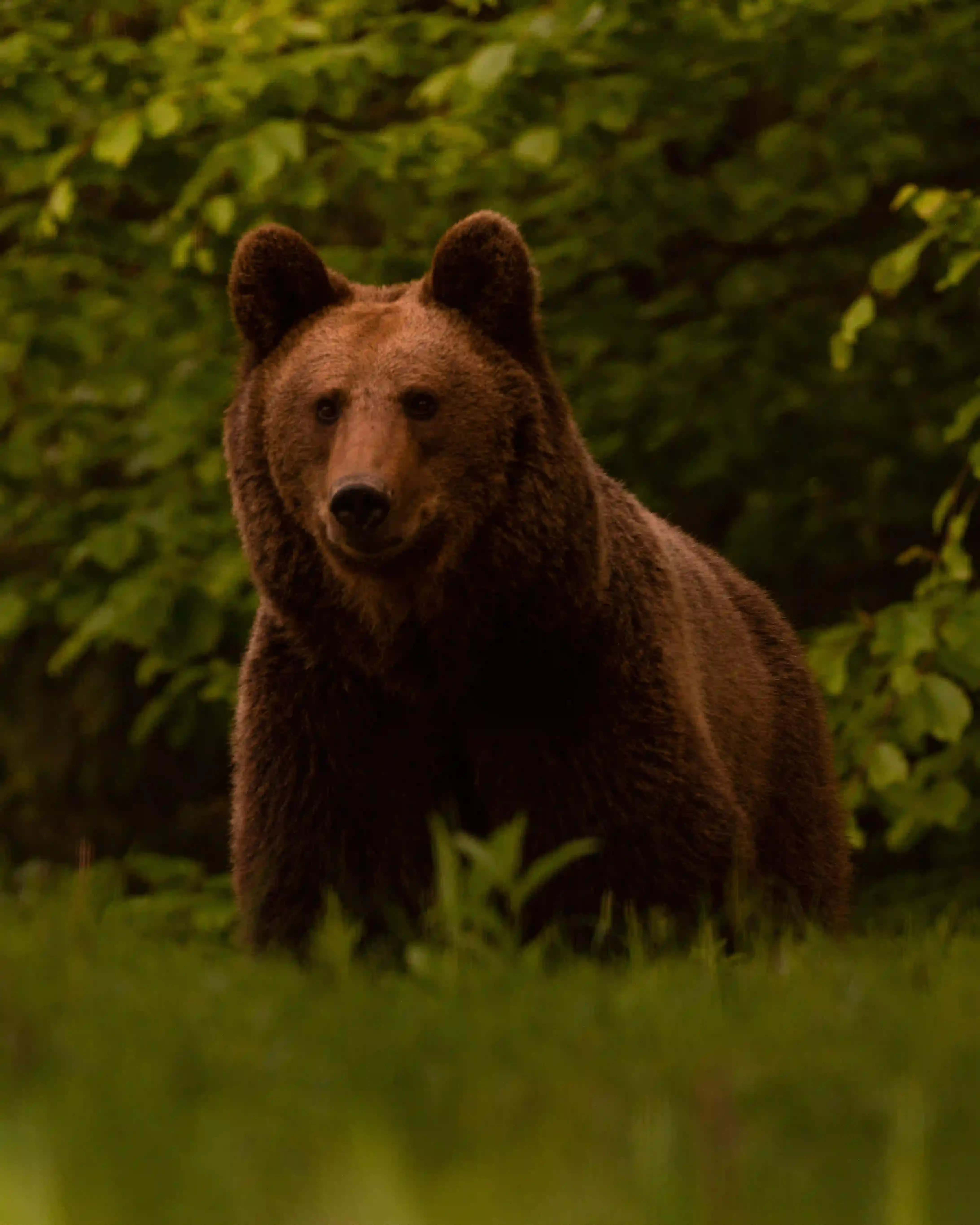 Brown bear standing among green foliage and looking towards the camera