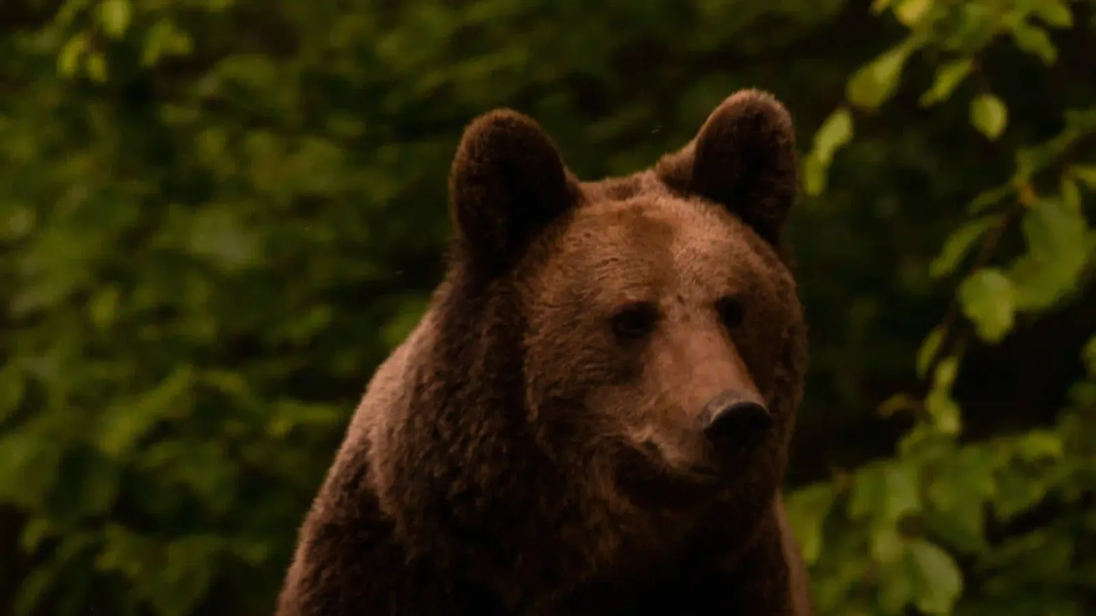 A wild brown bear coming out of the forest at dusk in the Carpathian Mountains