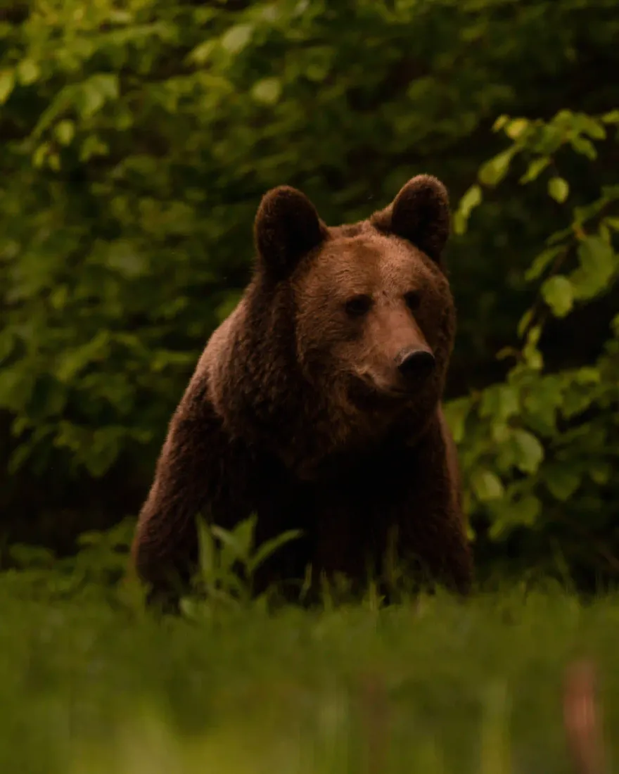 A brown bear walking out of the forest at dusk, the moment hides are designed for