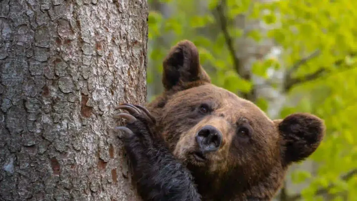 Close-up of a brown bear climbing a tree in a spring forest in the Carpathians