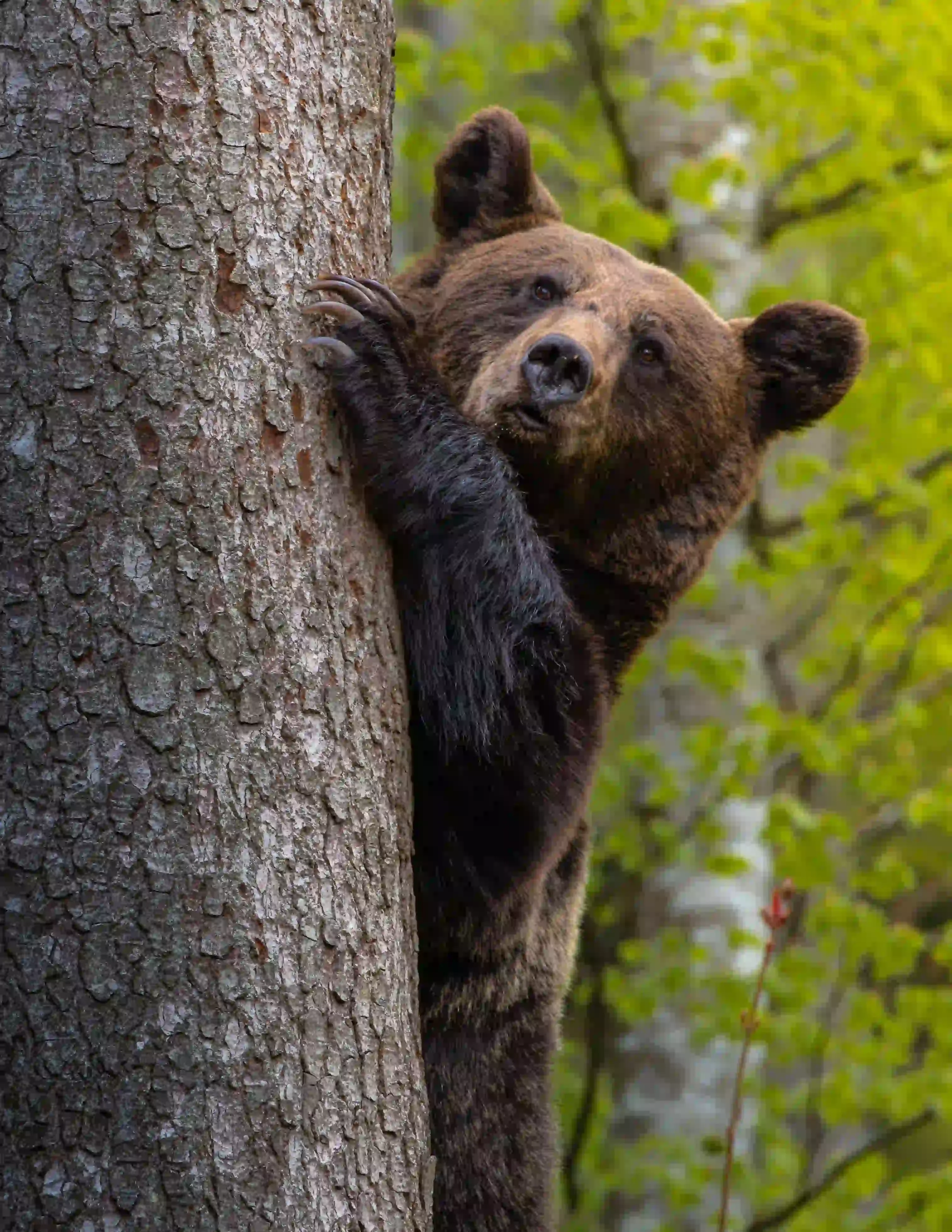 Brown bear climbing a tree trunk in a spring forest