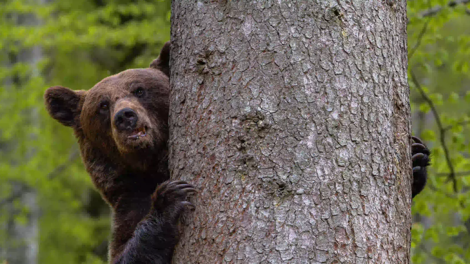 A wild brown bear peeking out from behind a tree trunk in a Carpathian forest