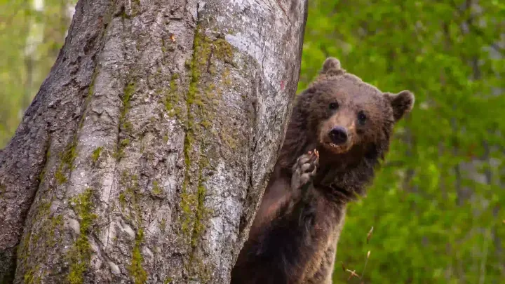 Un orso bruno in piedi accanto al tronco di un grande albero in un bosco verde dei Carpazi