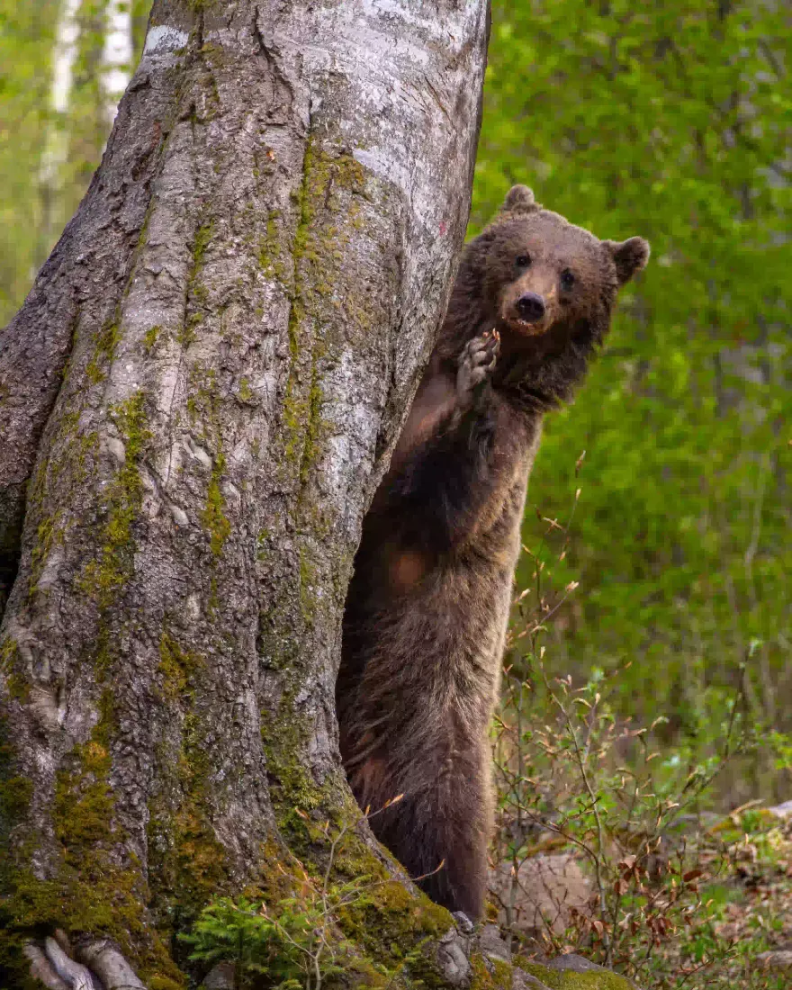A brown bear standing on its hind legs against a large tree in the forest