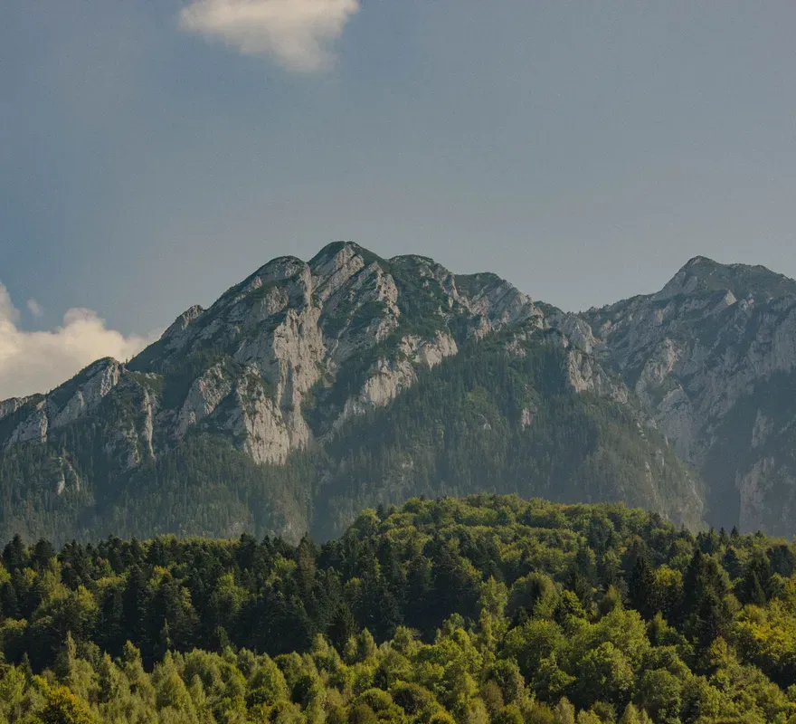 Forested mountains near Brașov, in the area where brown bears live