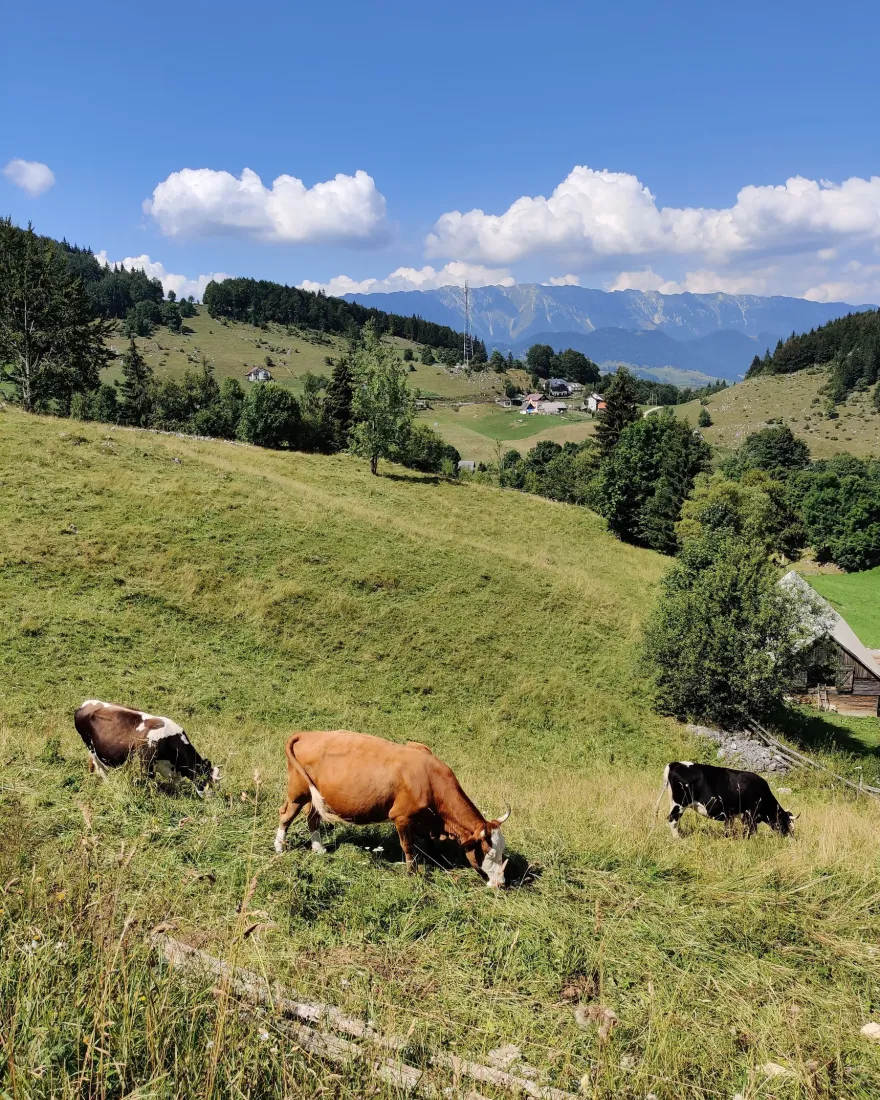Cows grazing on a green mountain meadow in Romania on a sunny day