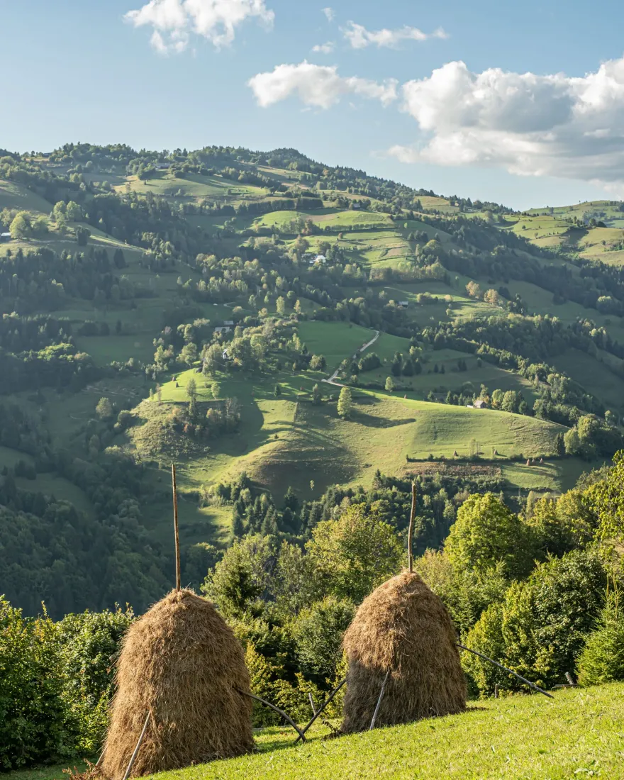 Haystacks on a green hillside in the Romanian countryside in summer